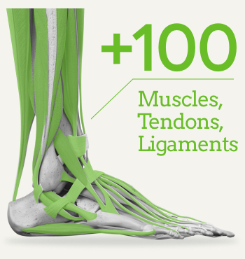 Comprehending Bunions Brings about, Signs